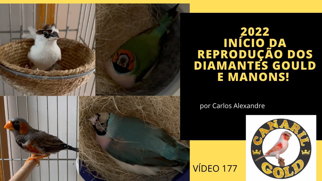 A IMPORTÂNCIA DO MANON NA CRIAÇÃO DE DIAMANTE GOULD!