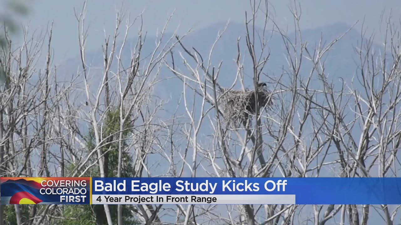 Dozens Of Bald Eagles In Colorado Being Fitted With Transmitters For Tracking
