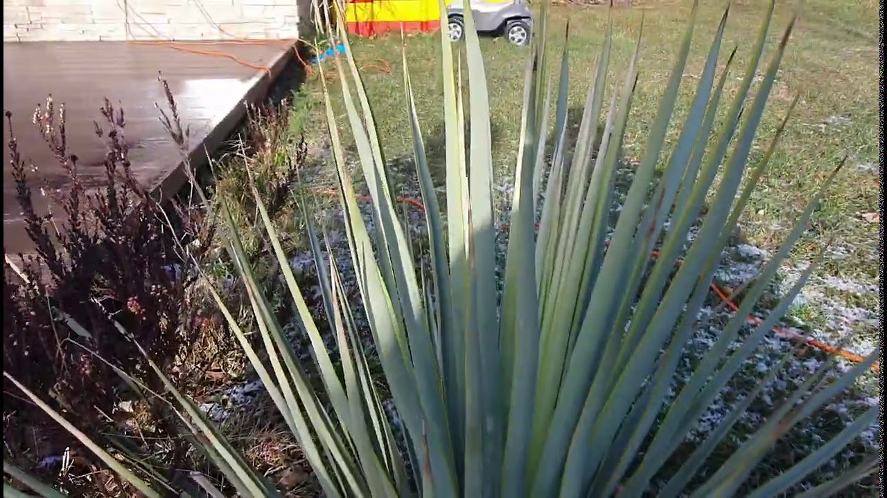 BestpalmTV. Yucca rostrata x rigida