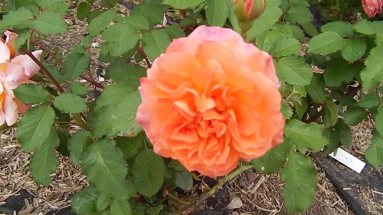 Розочка-первогодка Pour L'amour D'un Chateau и др в моём саду 2019