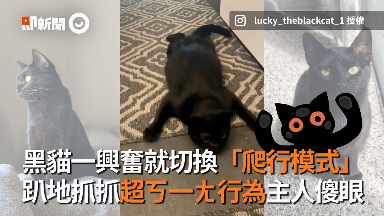 黑貓一興奮就切換「爬行模式」 趴地抓抓超ㄎ一ㄤ行為主人傻眼│寵物│貓咪｜猫｜ねこ│Pet│Cat│Kitten