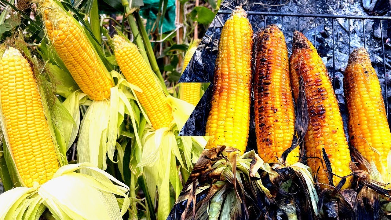 How to grow yellow dent corn from seed, Growing sweet corn from start to harvest for cooking 🌽😄