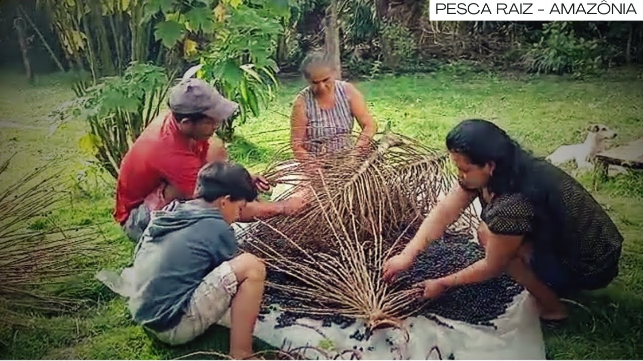 TIRANDO AÇAI DO PÉ! Veja o Segredo da FRUTA MAIS QUERIDA do BRASIL!