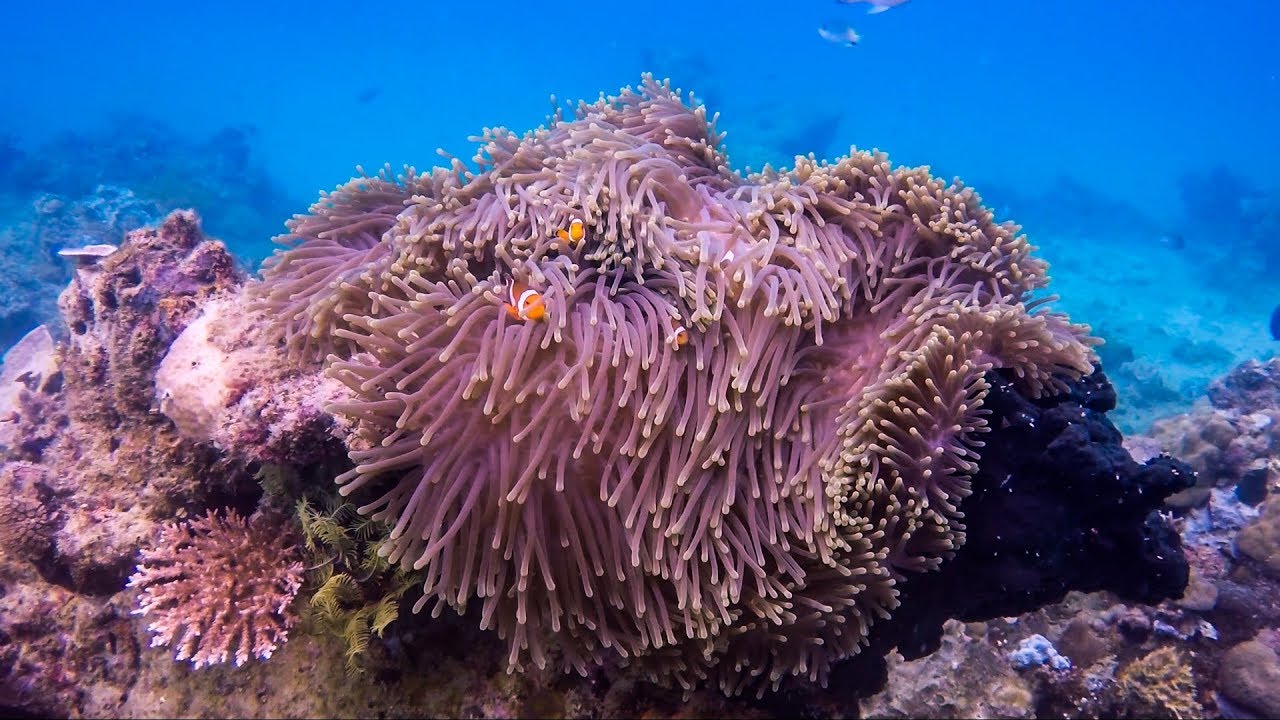 Diving around El Nido, Palawan (Philippines)