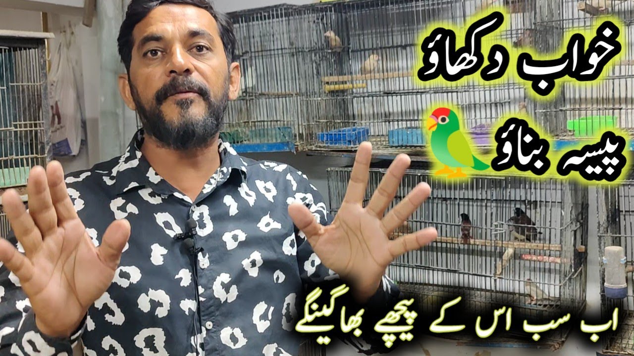Visit Tariq Birds Shop Albinos Parblue Dilute Fawn java Lady Goldian Pied Dove Pastle Price||B4BIRDs
