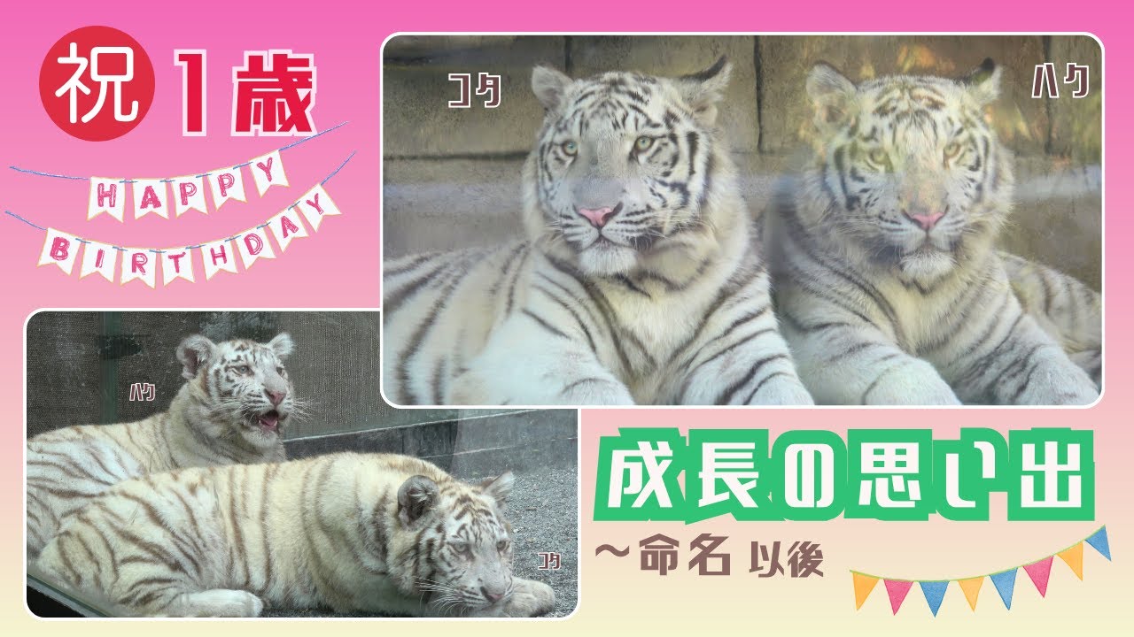 【祝１歳　成長の思い出　～命名以後】東武動物公園ホワイトタイガー「コタ」「ハク」