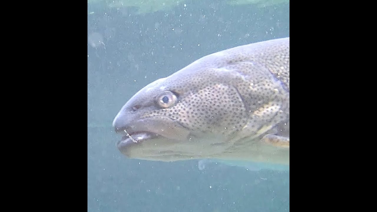 イトウ　Ito,Japanese huchen,Sakhaline taimen