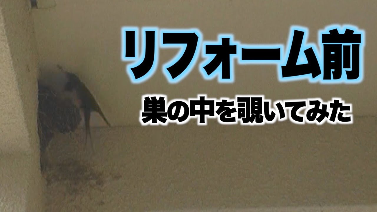 【ツバメ観察】リフォーム前 巣の中を覗いてみた