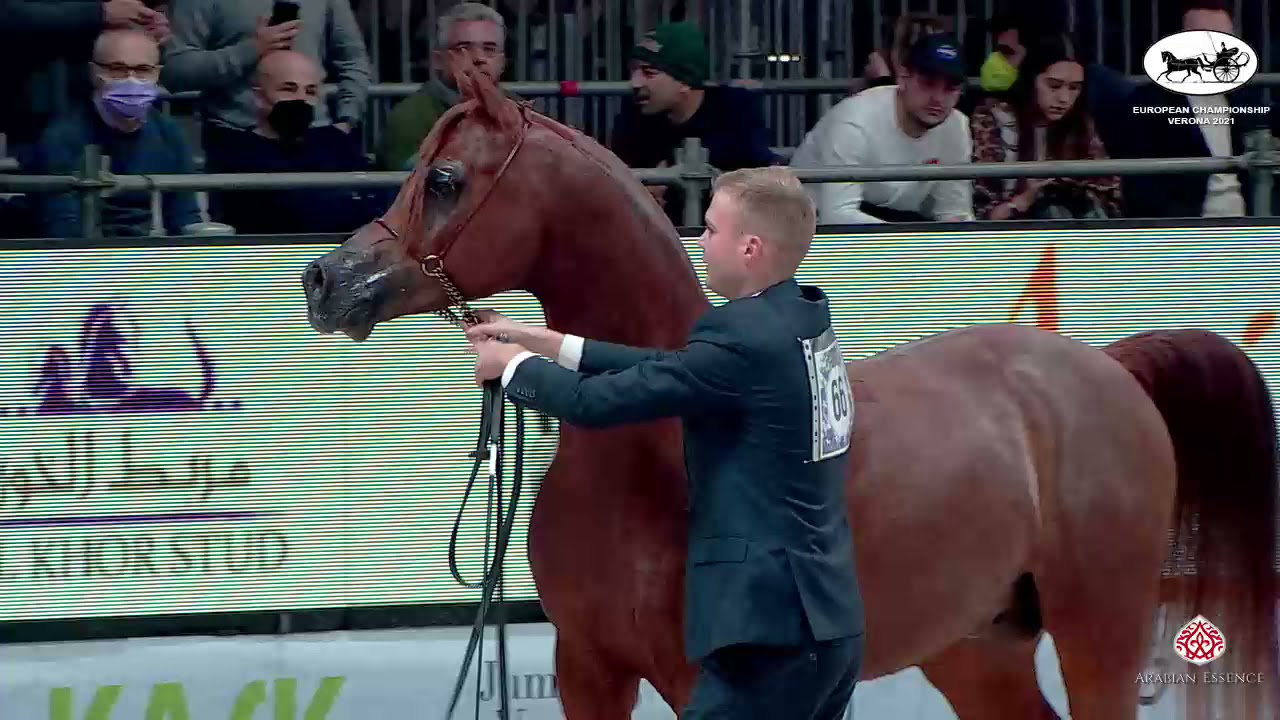 N 66 ERANTIS   European Championship 2021   VERONA   Stallions 4 6 Years Old Class 13