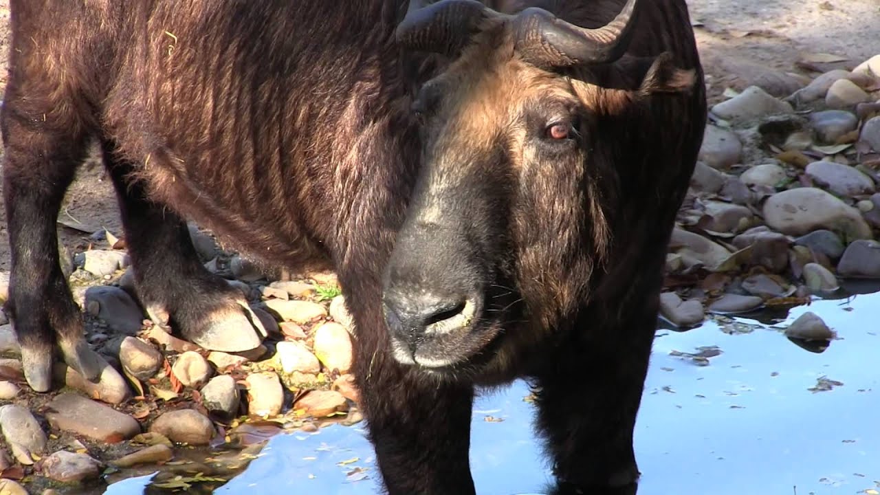 &iexcl;Un d&iacute;a en el Zoo de Madrid!