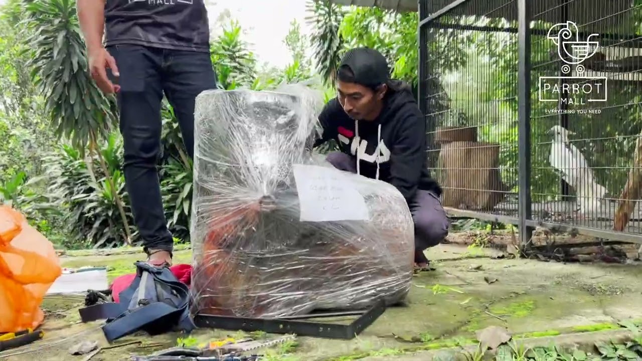 Setup Nest Box Untuk Medium Sulphur Crested Cockatoo di Istana Mestika
