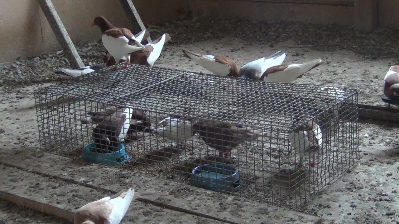 Тульские жарые молодежь