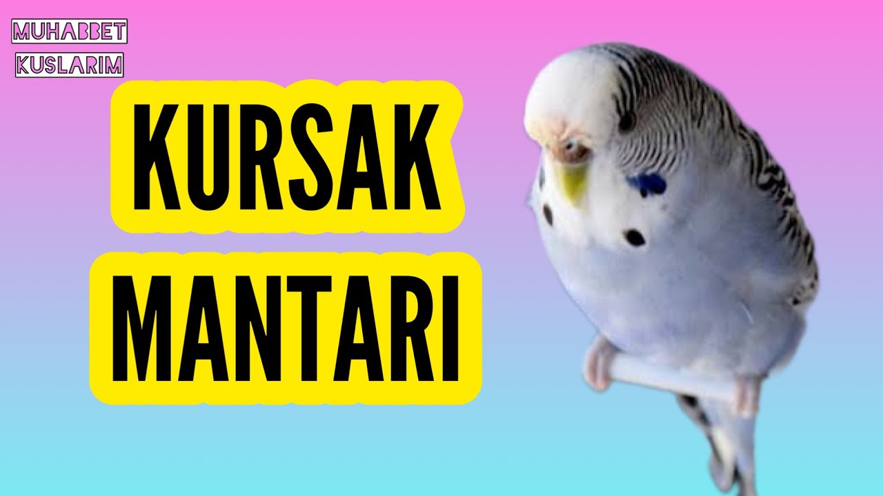 MUHABBET KUŞU KURSAK MANTARI VE TEDAVİSİ