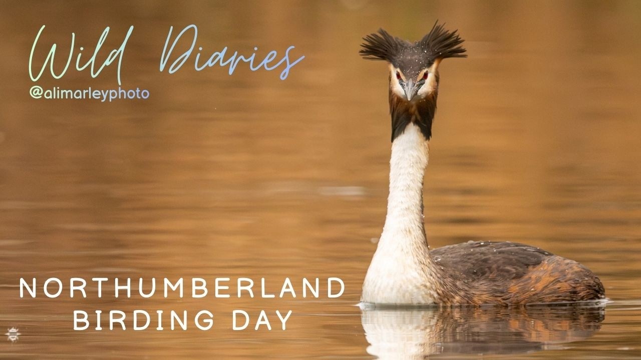Killingworth Lake Grebes, Goldeneye & Blyths rare white billed diver! Northumberland birding day!