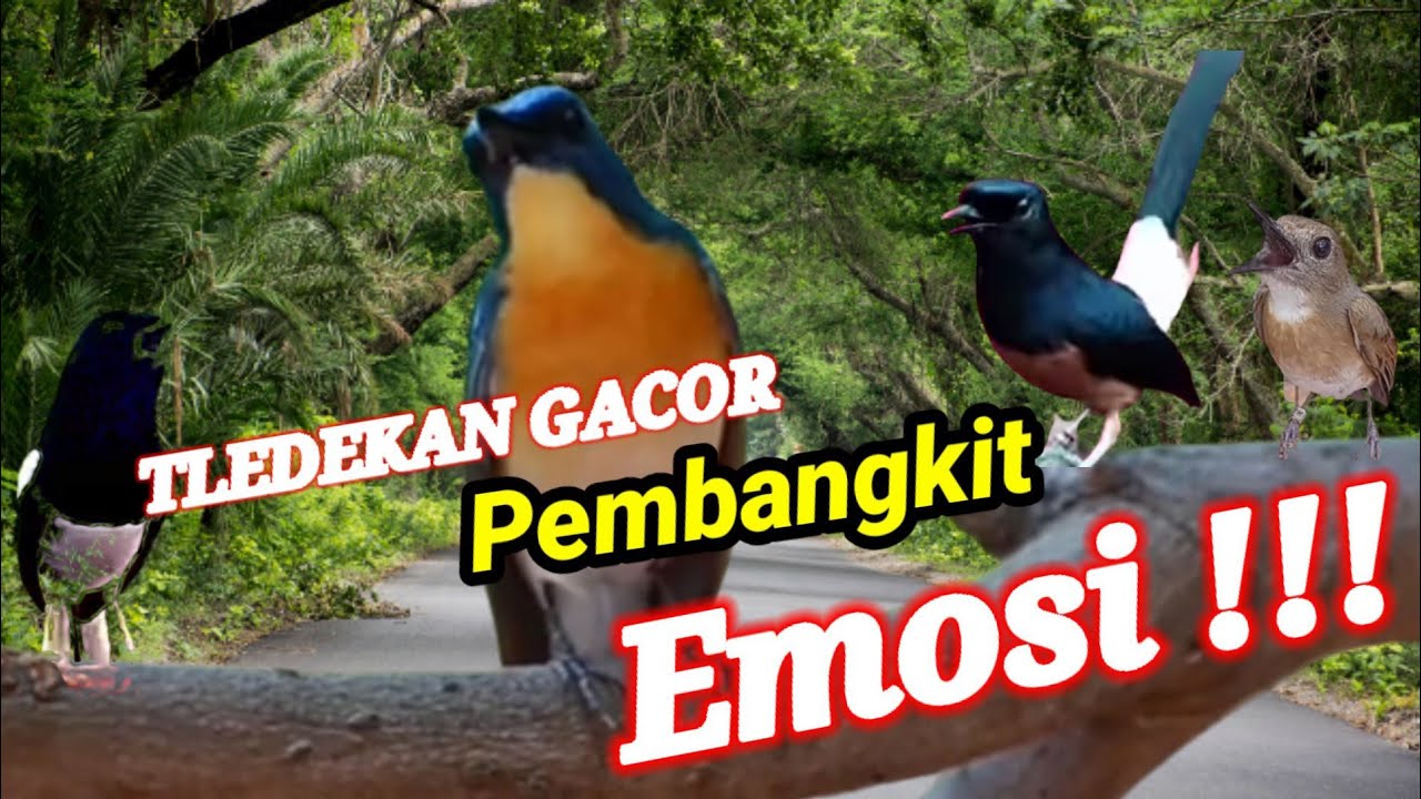 Masteran Tledekan Gunung Gacor Juara! Pembangkit Emosi Kacer Gacor Buka Ekor❗Tledekan Gacor ‼️
