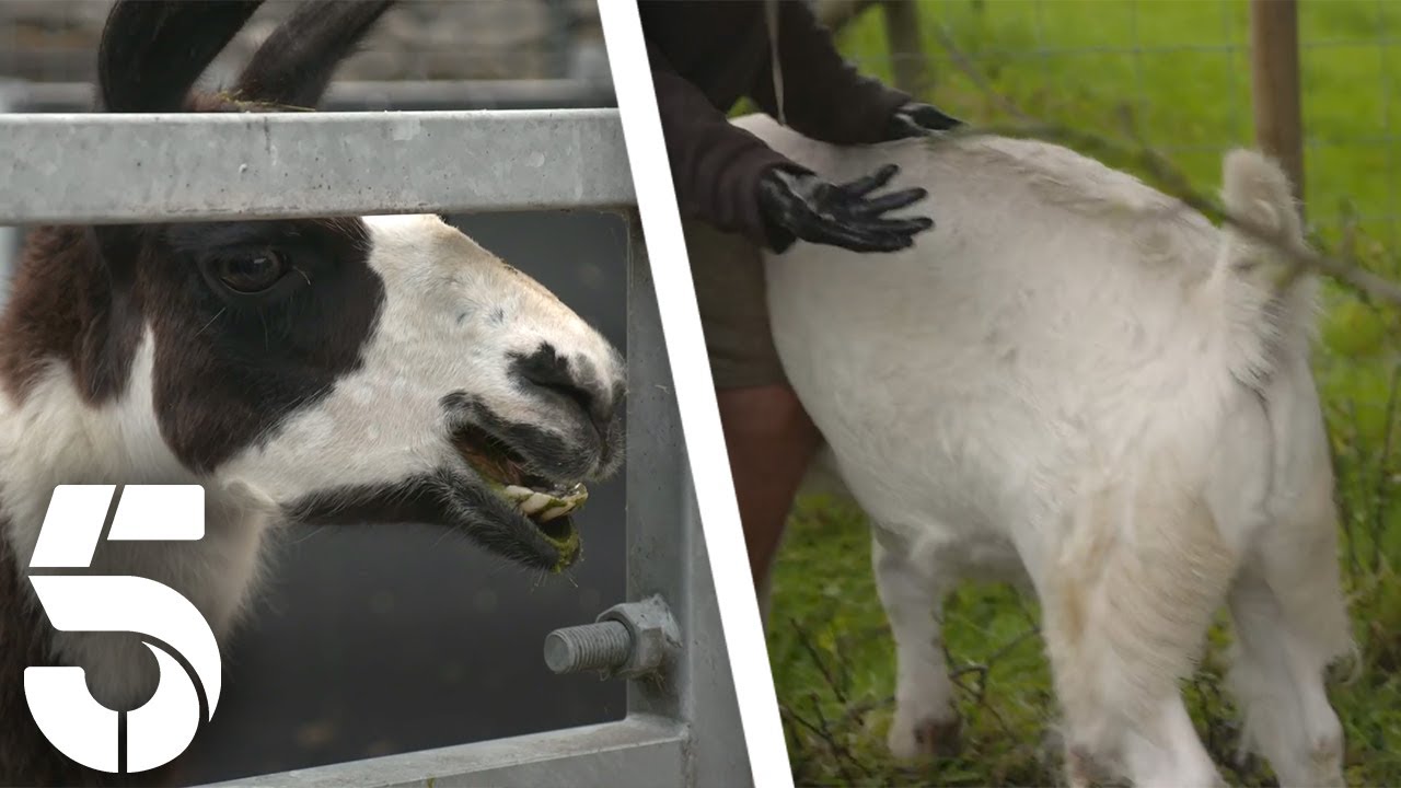 Avoiding The Lama's Spit & Collecting Poo | Friday On The Farm | Channel 5