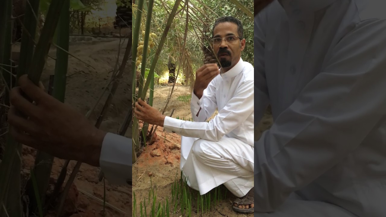 الحجم المناسب لفصل الفسيل وطرق معرفة الحجم