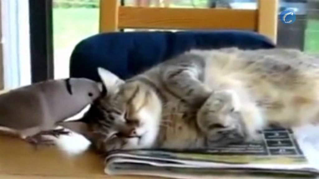 Una paloma, empeñada en fastidiar la siesta a un gato