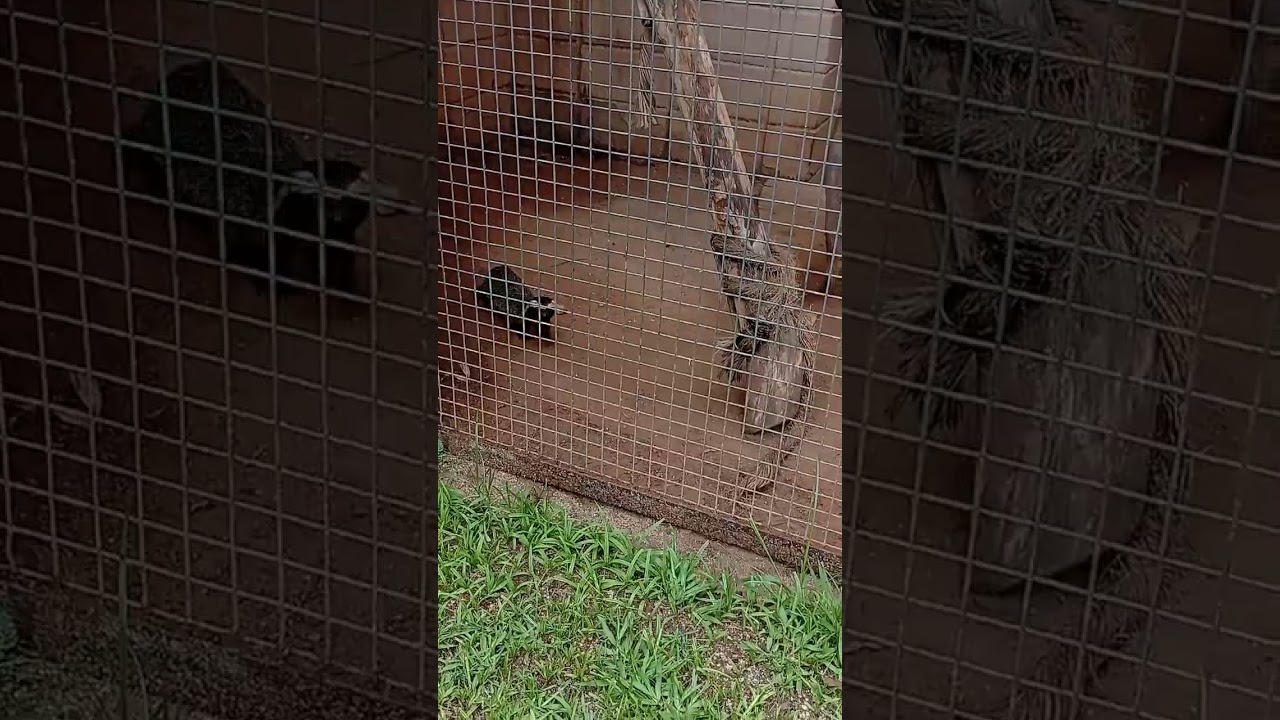 Um pouco do zoológico de Sorocaba #passeio #zoo #sorocaba 