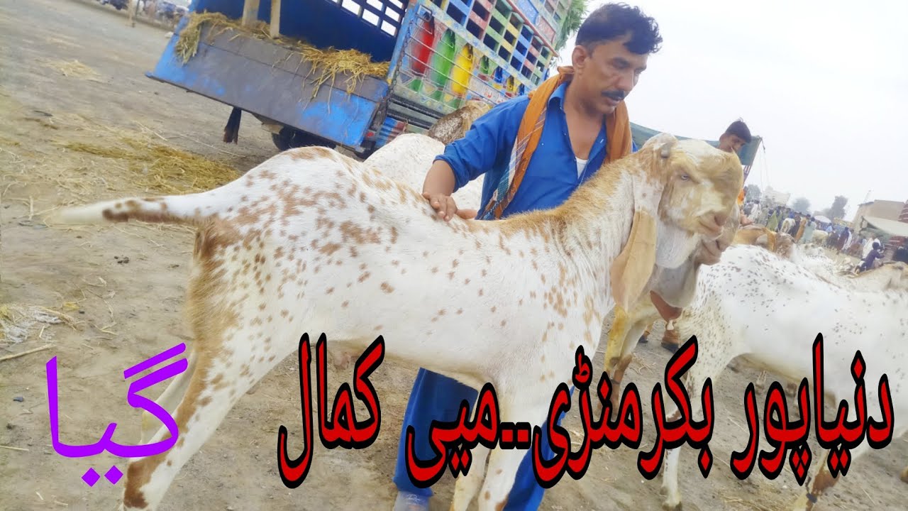 ماشاشاءالاللہ دنیاپوربکرا۔منڈی۔میےصمد  کےبڑے بکروں کی لاٹ لاٹ
