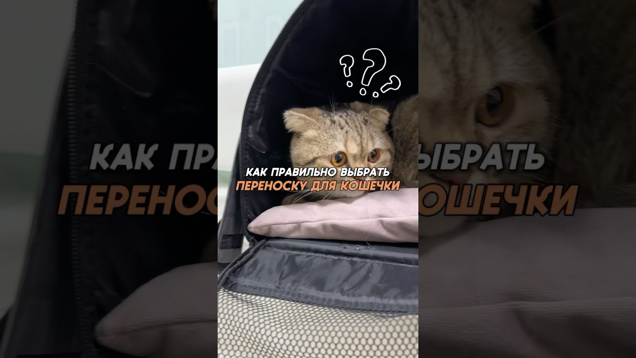 Как правильно выбрать переноску для кошечки #кошечка #кошка