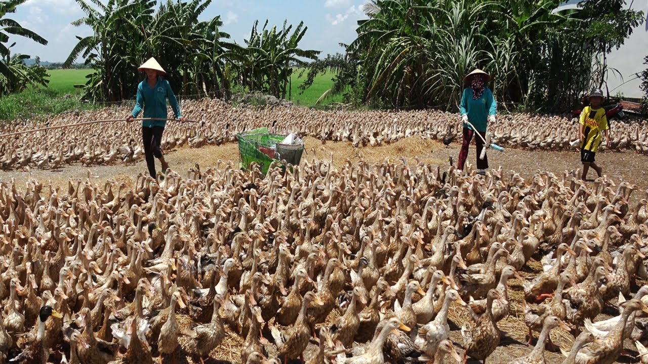 Vịt đẻ chạy đồng xuống tàu . The Duck | Duck Song Vlogs