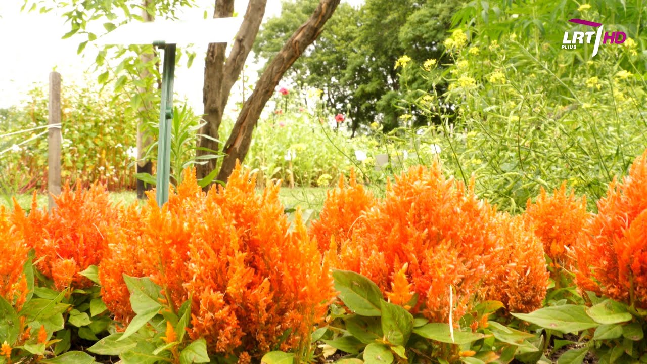 Mokslo sriuba: kaip komunikuoja augalai?