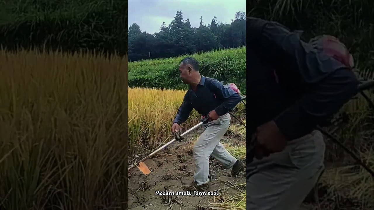 Backpack Brush‑Cutter Harvests Rice in Farm Paddy Field