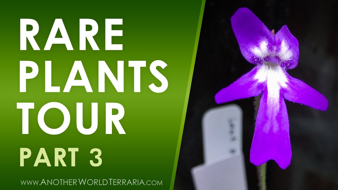 Rare Terrarium Plant Collection Tour - Part 3