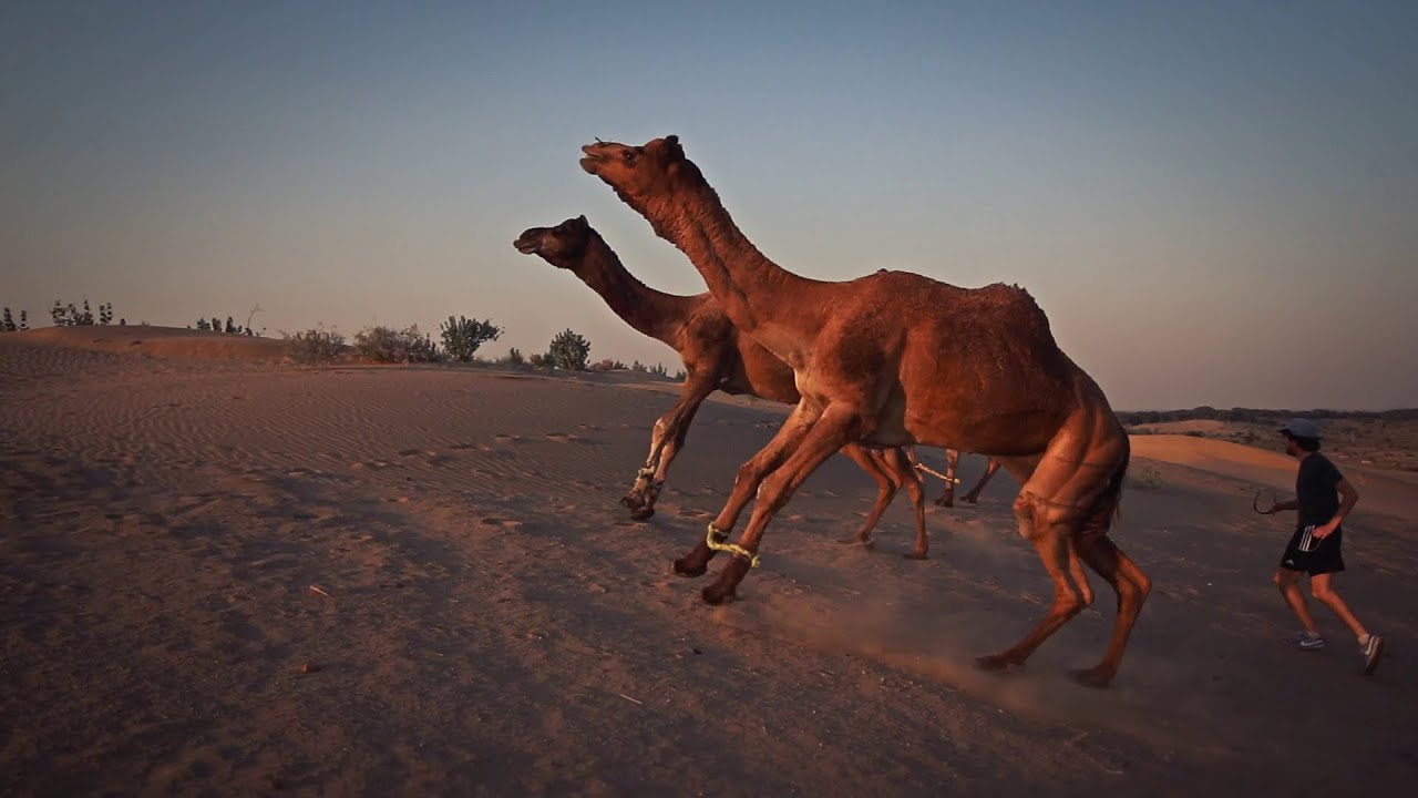ATTAQUE D'UN CHAMEAU DANS LE DESERT
