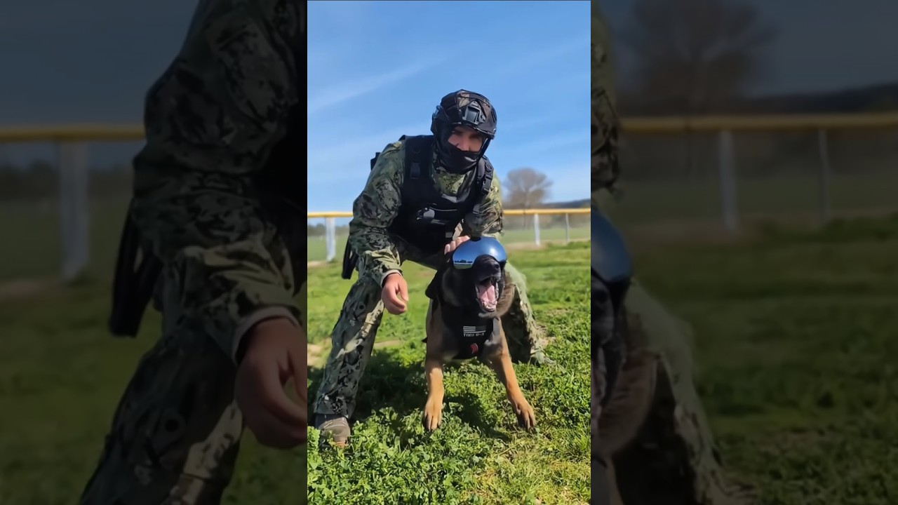 #k9 #dog #tactical #trending #training #dogsoftiktok #trainingdog #dogtraining #foryoupage