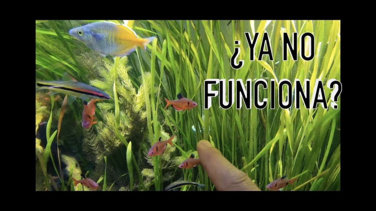 Que le sucede al dr chihiros?||||||😨🐠🐠🌿🌿