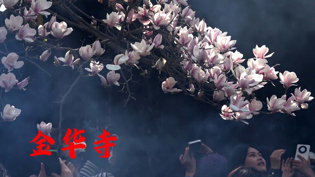 三月金华寺，一树玉兰香，Magnolias are in full bloom in the ancient temple