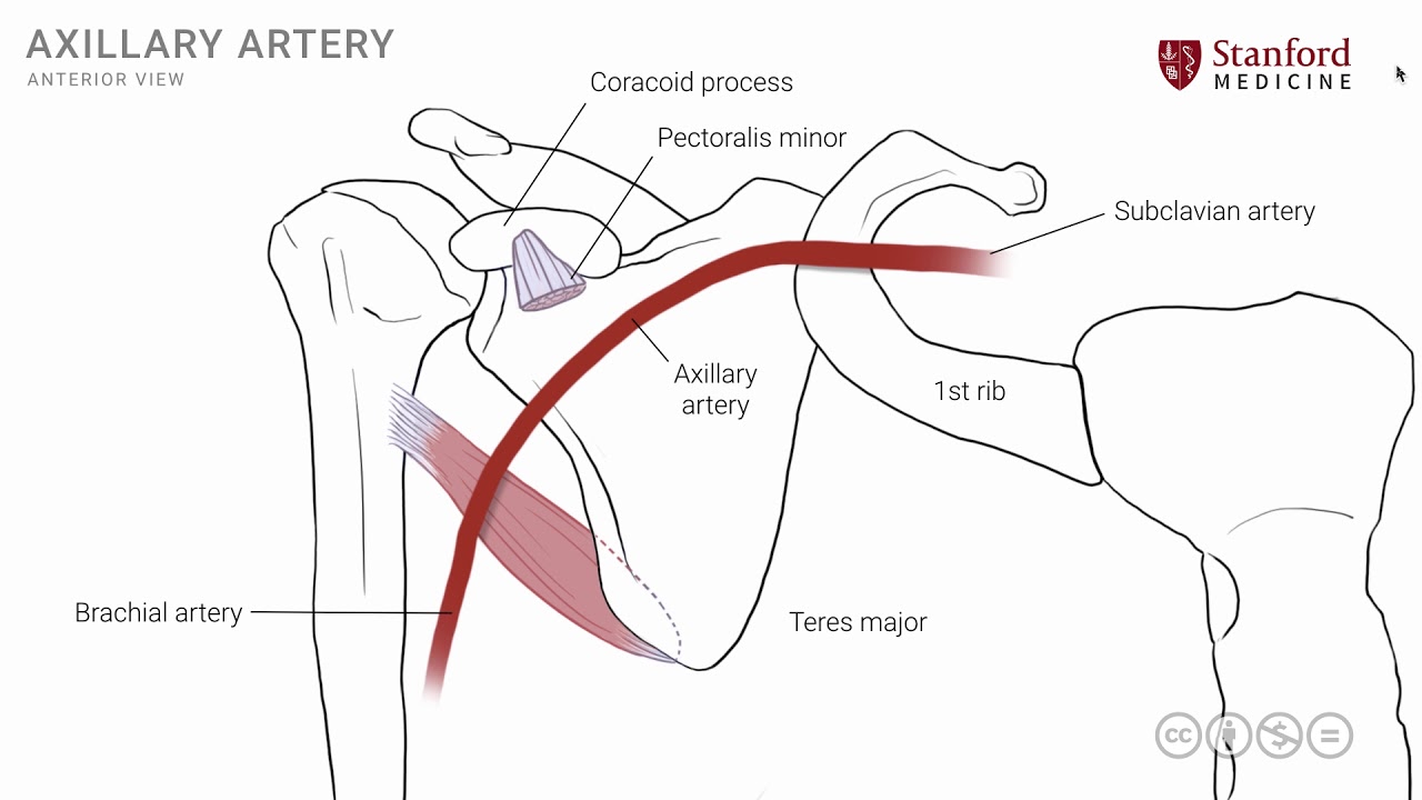 Anatomy of the Upper Limb: Axillary Artery
