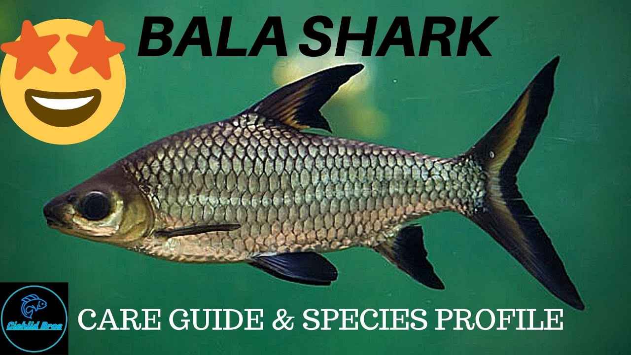 BALA SHARK - CARE GUIDE & Species Profile