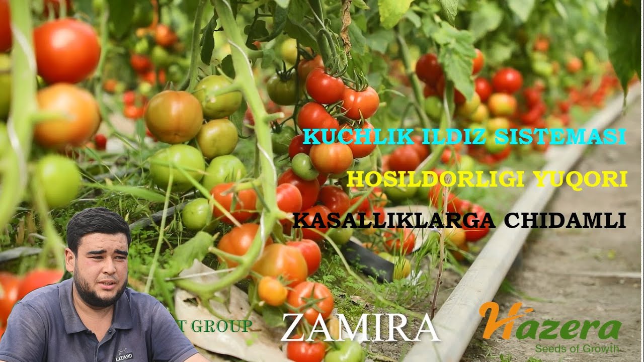 Zamira F1 навининг афзалликлари / AGRO EXPORT GROUP