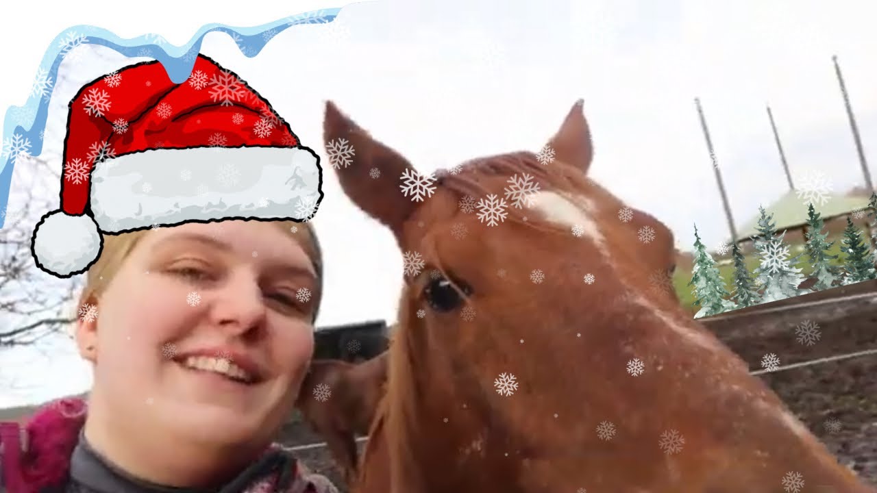 wat heeft een PAARDENVLOGGER nodig | 5 december vlogmas #198