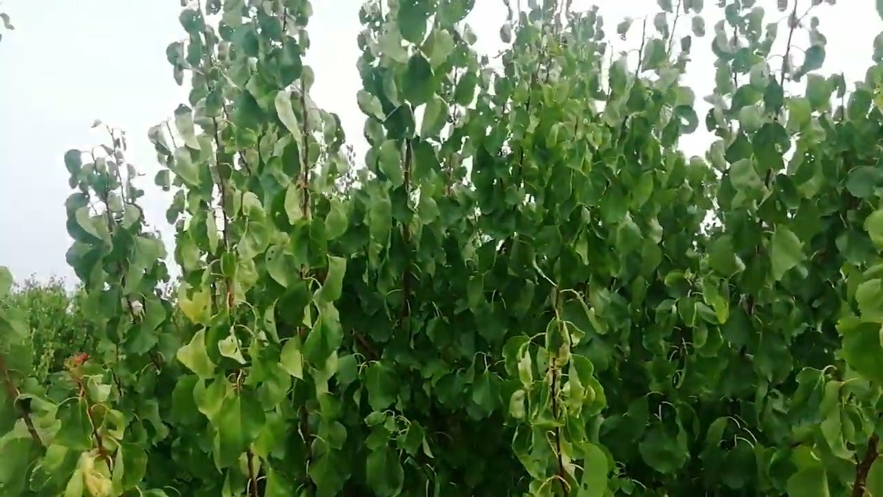 Apricot orchard in drought