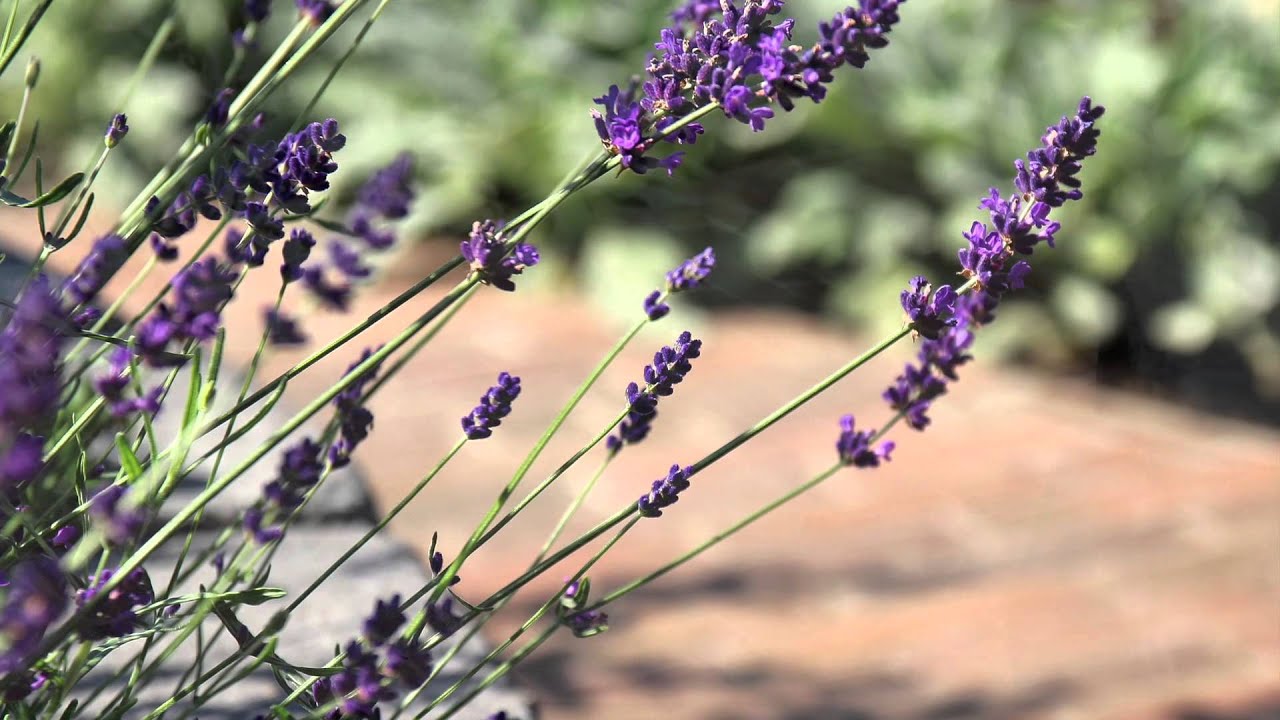 Inspiratietuin Showtuin Heeten: Holten