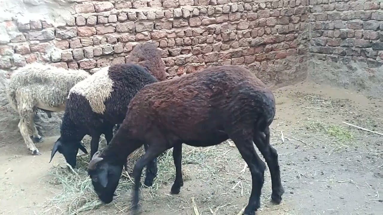 هل ينفع نربي الاغنام والماعز علي التبن فقط