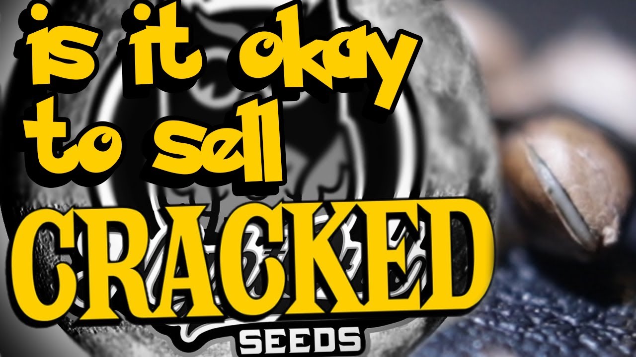 is it okay to sell CRACKED seeds? Night Owl Genetics #growyourown #nightowl