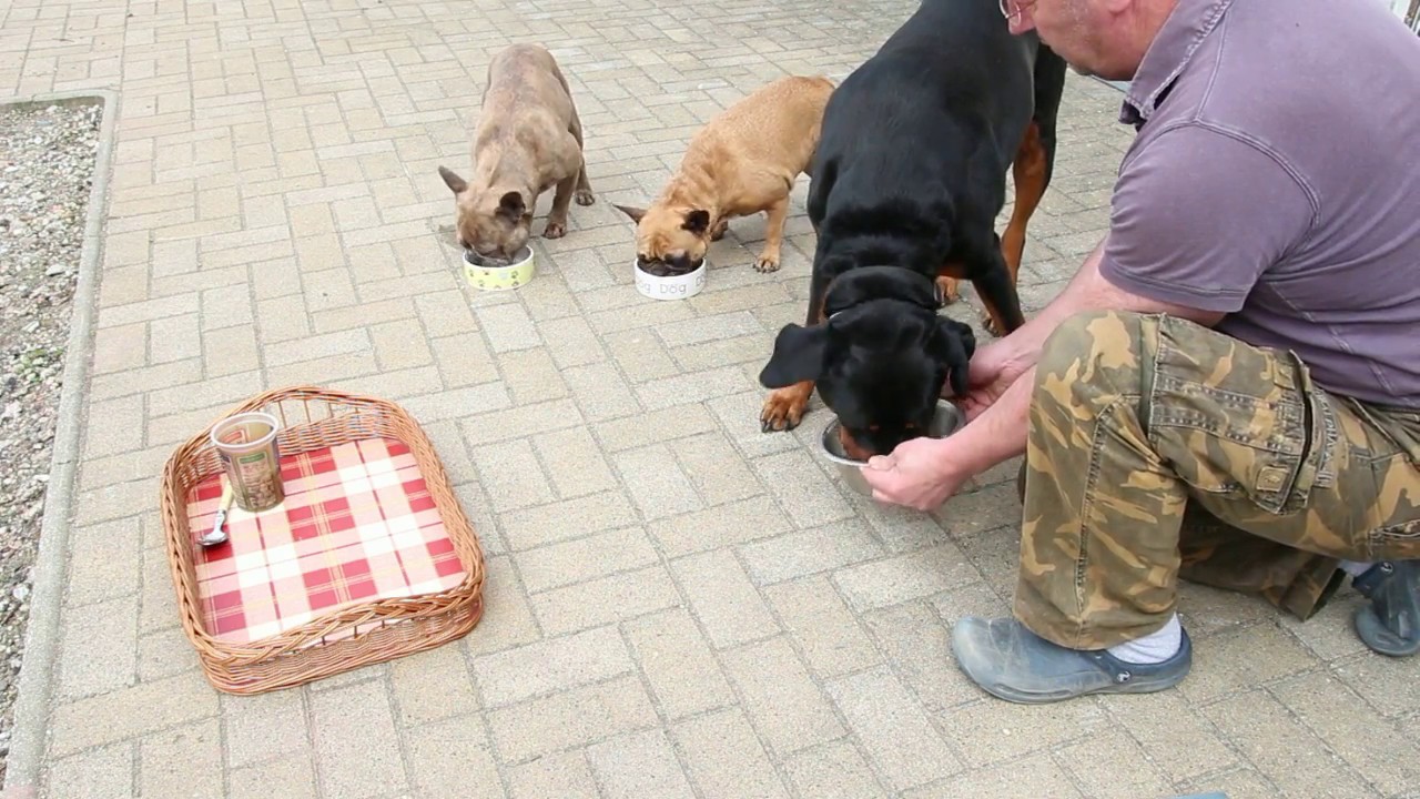 Französische Bulldoggen: Erziehung bei der Fütterung