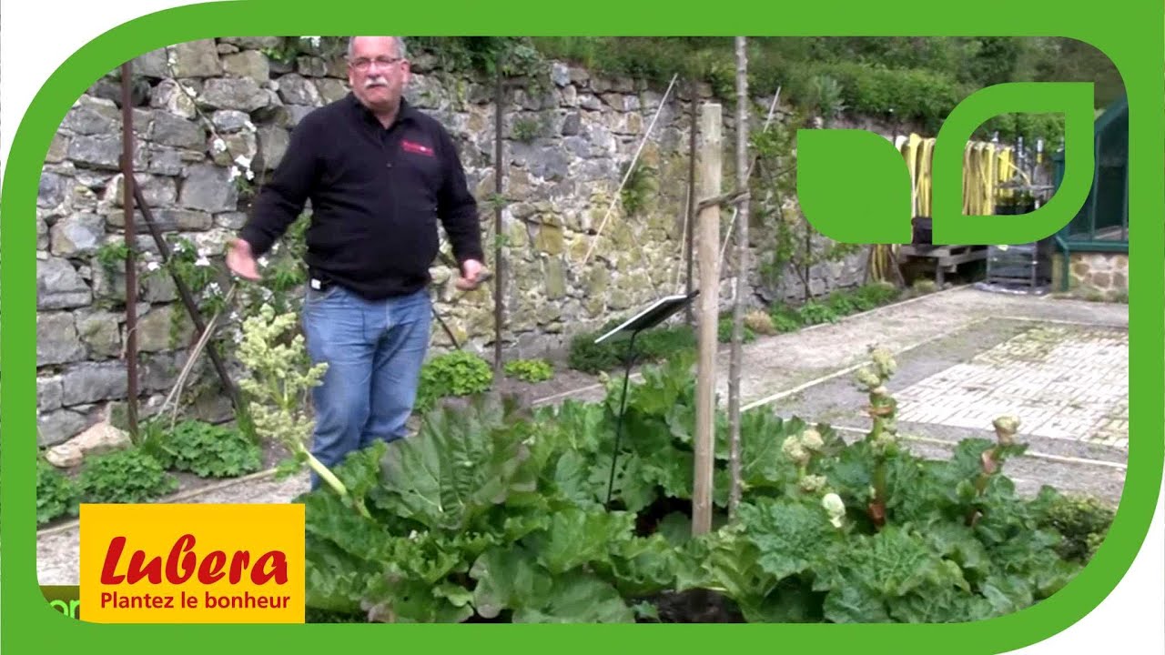 Fleurs de rhubarbe : Faut-il les couper ?