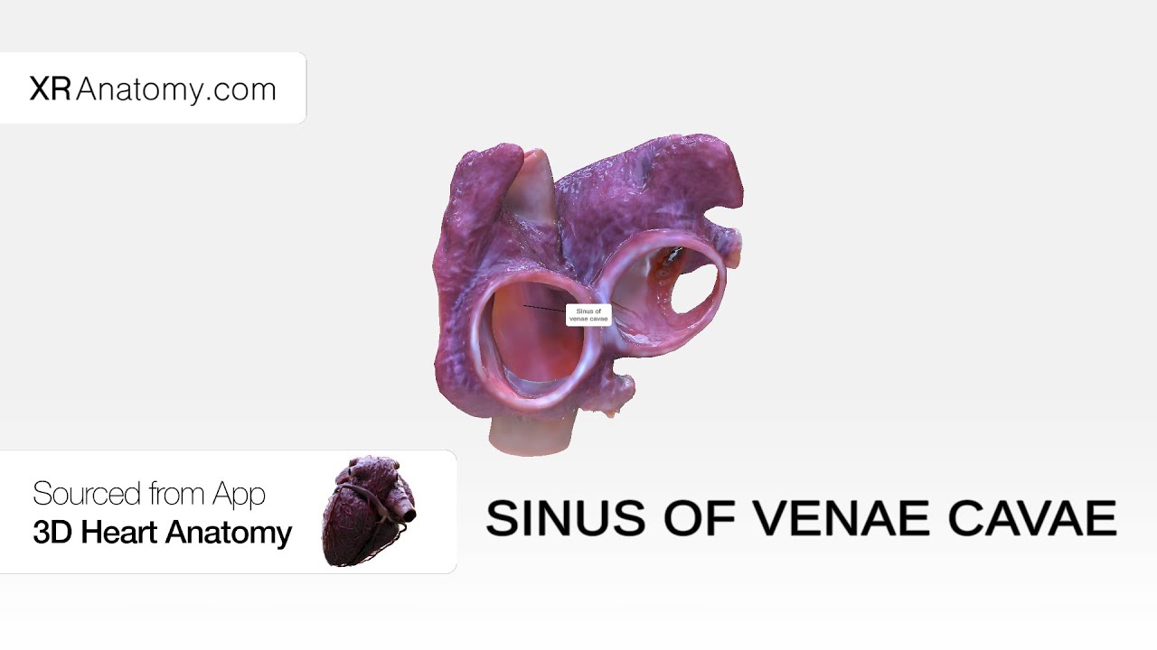 Sinus of venae cavae
