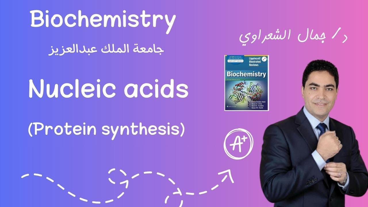 Biochemistry - Nucleic acids - Protein synthesis (Translation) - Video 2