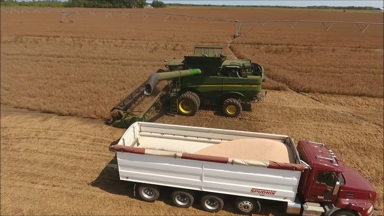Pea Harvest 2018 R.D. Offutt Wadena MN