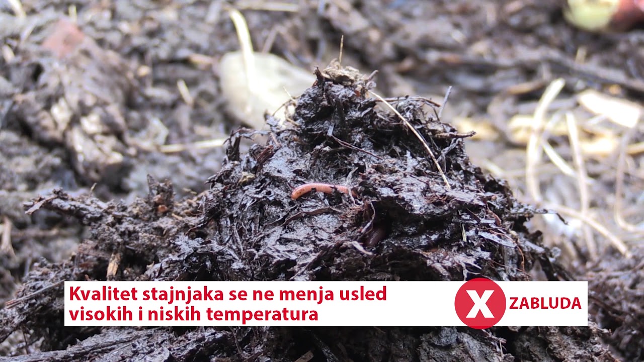 Zablude: Na kvalitet stajnjaka ne utiču niske i visoke temperature