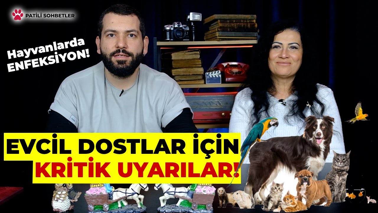 Evcil Hayvanlarda Solunum Yolu Enfeksiyonları | PATİLİ SOHBETLER