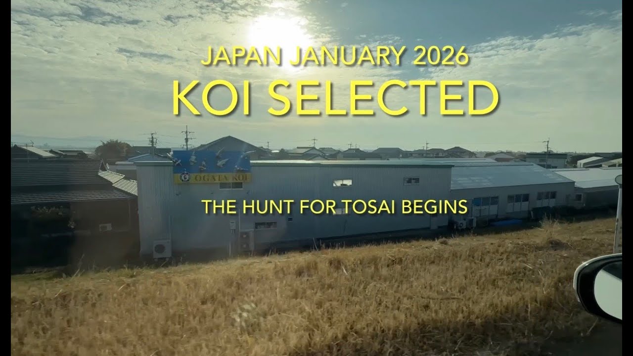 Koi Selections Made 