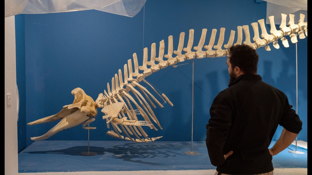 Osteology Preperator - My Greatest Projects